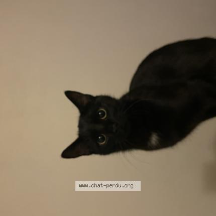 Photo 1/1 Coco Chat perdu à Grenoble