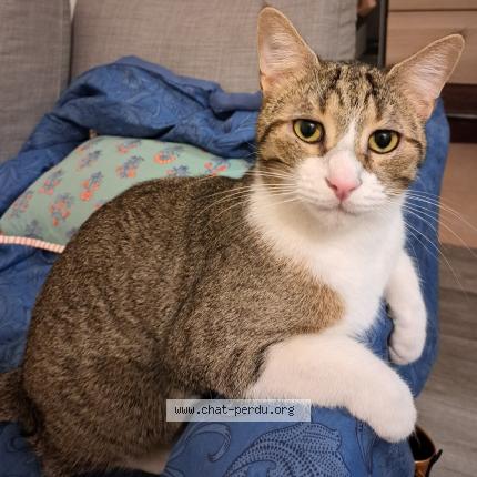 Photo de chat perdu à Marseille