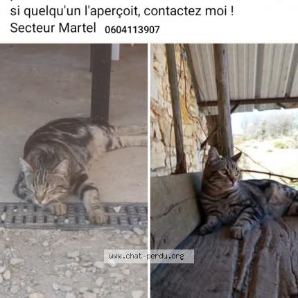 Photo de chat perdu à Martel