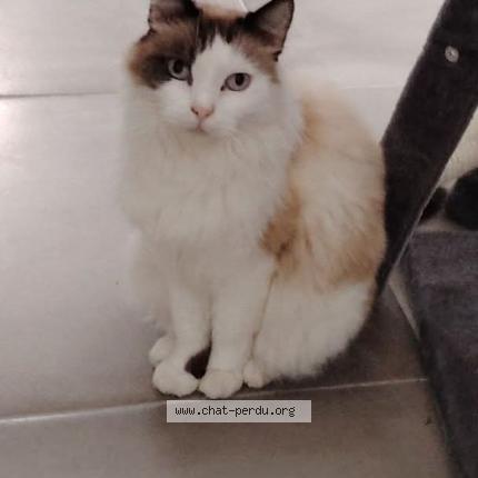 Photo 1/1 Chat retrouvé Perdu à Aigues Vives