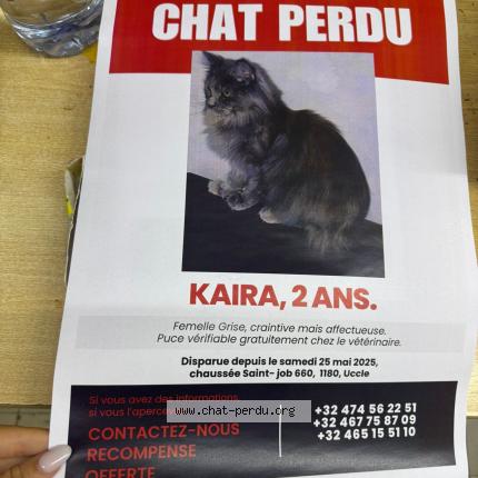 Constellations : J'ai perdu mon chat