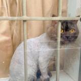 Photo de chat perdu à Lahore