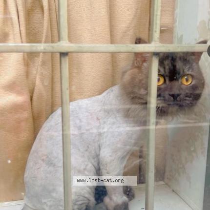 Photo 1/1 Circuit Chat perdu à Lahore