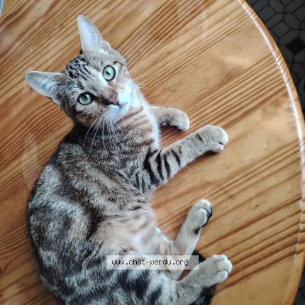 Photo 1/1 Violette Chat perdu à Villemandeur