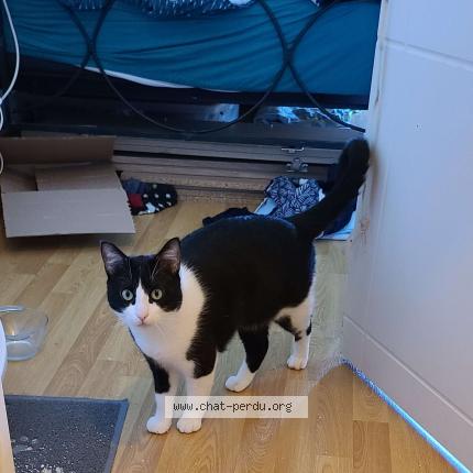Photo 1/1 Chat retrouvé Perdu à Loyat