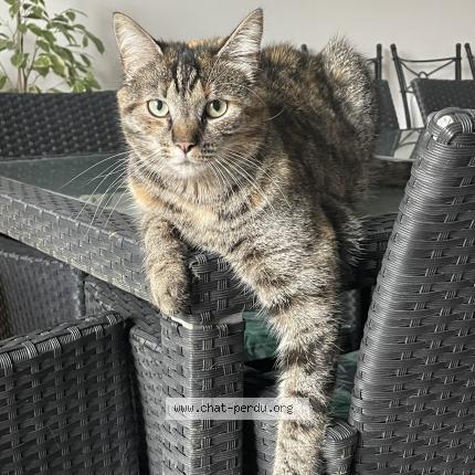 Photo 1/1 Louna Chat perdu à Bulles