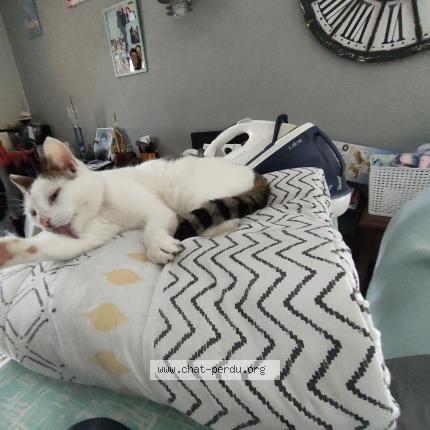 Photo 1/1 Chat retrouvé Perdu à Negrepelisse