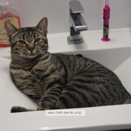 Photo 1/1 Tsuki Chat perdu à Guerande