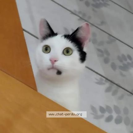 Photo 1/2 Tommy Chat perdu à Pordic