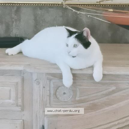 Photo 2/2 Tommy Chat perdu à Pordic
