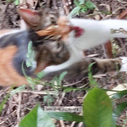 Photo 1/1 Chat retrouvé Trouvé à Trevoux