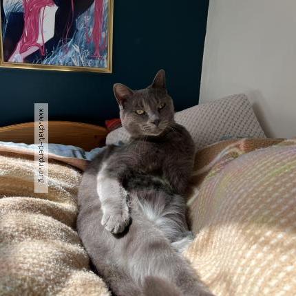 Photo de chat perdu à Gap