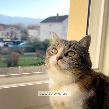 Photo 1/1 Ava Chat perdu à Fontaine