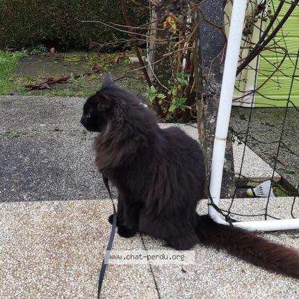 Photo 1/1 OPALE Chat perdu à Etrelles