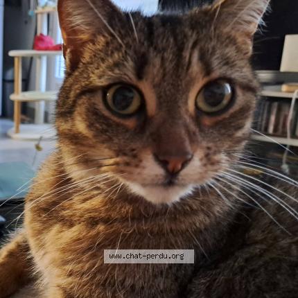 Photo 1/1 Chat retrouvé Perdu à Tours