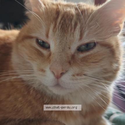 Photo 1/1 Gustave Chat perdu à Chevrainvilliers