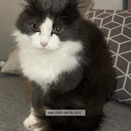 Photo 1/1 Lily Chat perdu à Clermont ferrand