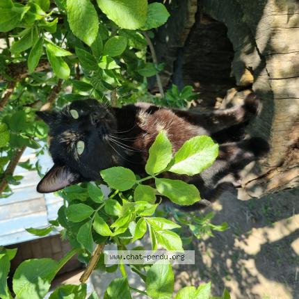 Photo 1/1 Riwana Chat perdu à Chauvigne