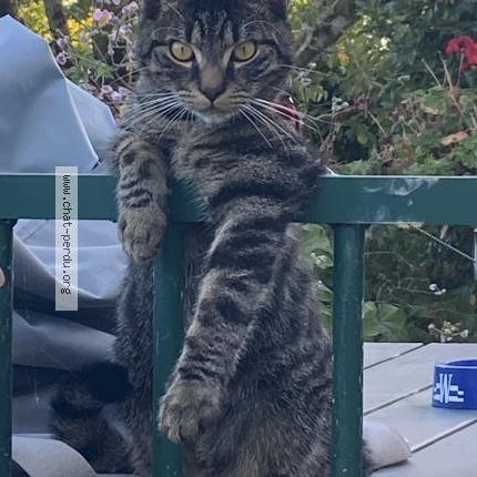 Photo 1/1 Gribouille Chat perdu à Canly