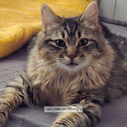 Photo 1/1 Smocky Chat perdu à Bourgoin jailleu