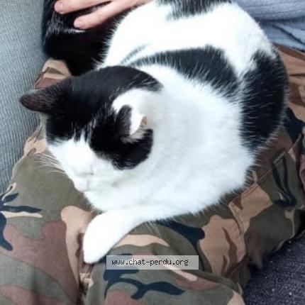 Photo 1/1 Moon Chat perdu à La seyne sur mer