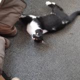 Photo de chat perdu à Mansigne