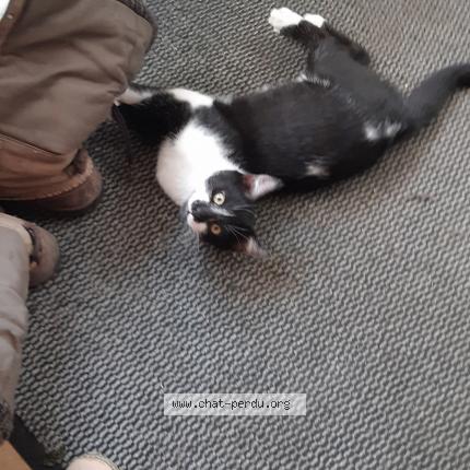 Photo 1/1 Chat retrouvé Perdu à Mansigne