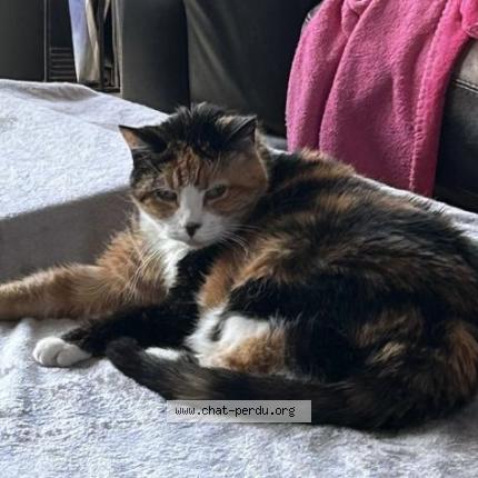 Photo 1/1 Chat retrouvé Perdu à Nogent Sur Marne