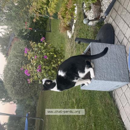 Photo 1/1 Oréo Chat perdu à Chateauneuf sur sarthe