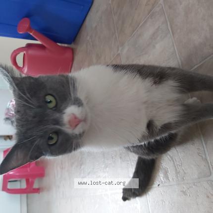 862902 Ace chat perdu à EDMONTON - Chat Perdu Canada