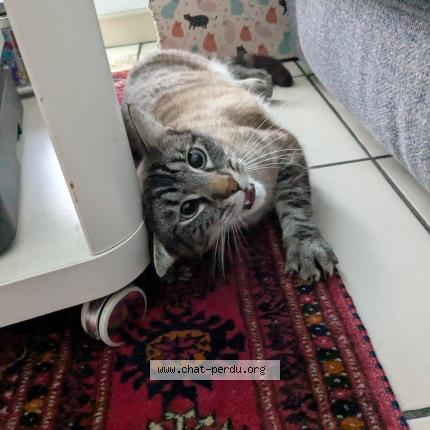 Photo de chat trouvé à Pau