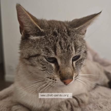 Photo 1/1 Pitch Chat perdu à Chauve