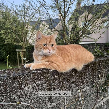 Photo 1/1 Chat retrouvé Perdu à Nantes