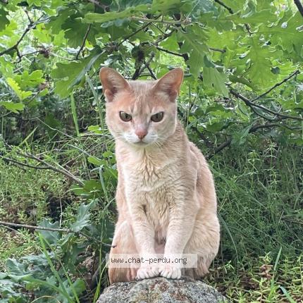 Photo 1/1 Kikapu Chat perdu à Malleval