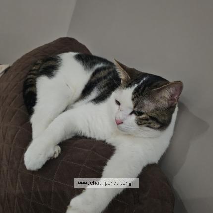 Photo de chat perdu à Saint Agnan