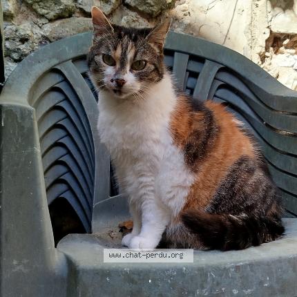 Photo 1/1 Chat retrouvé Perdu à Freneuse