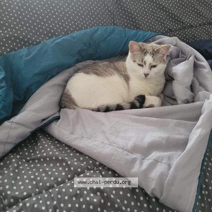 Photo 1/1 Chat retrouvé Perdu à Villeneuve D Ascq