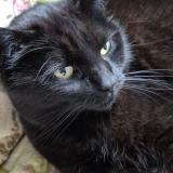 Photo de chat perdu à Le Mans