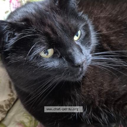 Photo 1/1 Chat retrouvé Perdu à Le mans