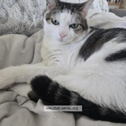 Photo de chat perdu à Ouistreham