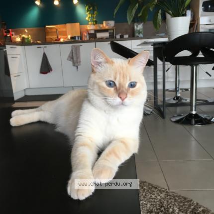 Photo de chat perdu à Ceyrat