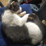 Photo de chat perdu à Kingaroy