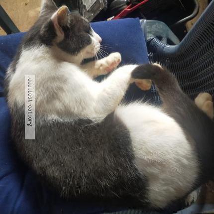 Photo 1/1 Shane Chat perdu à Kingaroy