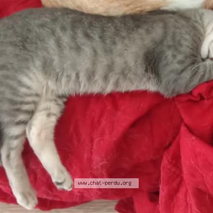 Photo 1/1 grizouille Chat perdu à Lanester