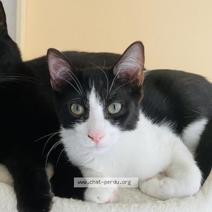 Photo 1/1 Chat retrouvé Perdu à Anglet