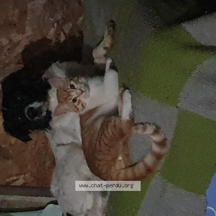 Photo 1/1 Mimi Chat perdu à Mauguio