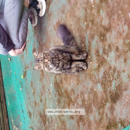 Photo 1/1 Chat trouvé Trouvé à Rennes