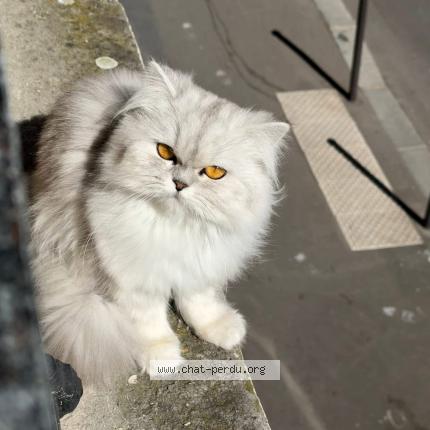 Photo 1/1 Chat retrouvé Perdu à Paris