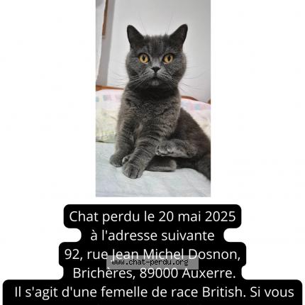 Photo 1/1 Chat retrouvé Perdu à Auxerre