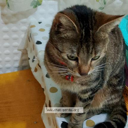 Photo 1/1 NOORI Chat perdu à Strasbourg